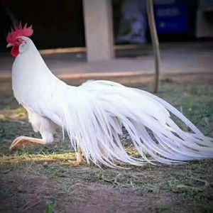 观赏鸡泰国长尾鸡活体日本长尾鸡活体凤尾鸡包邮