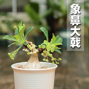【朴原】象鼻大戟/拉梅纳大戟 euphorbia ramena 块根盆栽绿植