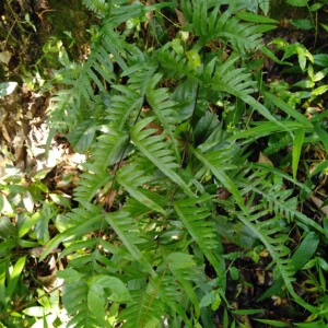 凤尾草野生新鲜