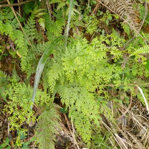 野生新鲜乌蕨大叶金花草小叶野鸡尾细叶凤凰尾乌韭中药材500g包邮