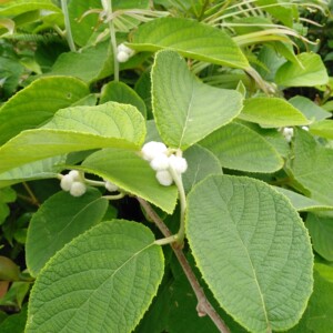 深山野生白猕猴桃根干品 白藤桃毛花杨桃白毛桃根 中草药500g包邮