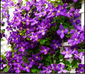 铁线莲杰克曼二世