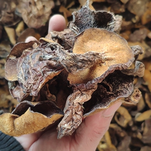 松蘑粘团子承德围场土特产