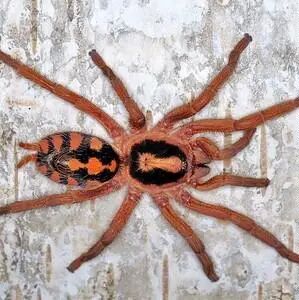 哥伦比亚大南瓜大种1-5厘米稳定苗子 新手入门蜘蛛温顺活体宠物