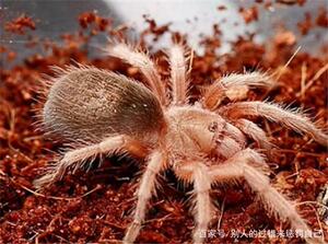 火玫瑰蜘蛛远古爬宠 火玫瑰 幼体蜘蛛 宠物蜘蛛巴西黑同属