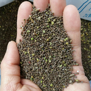 新收泽漆种子猫儿眼猫眼草种子五朵云五凤野生种子易出苗50克包邮