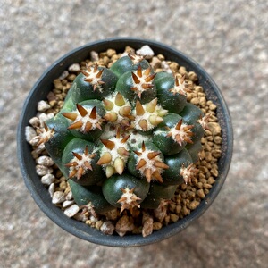 正版双排短豪刺象牙丸疣接侧芽无根多肉植物盆栽一物一拍