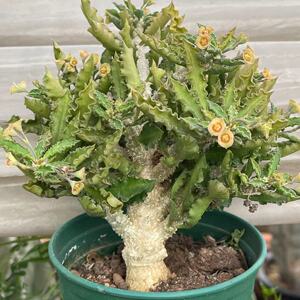 皱叶麒麟块根植物大戟科仙人球绿植花卉办公室阳台盆栽