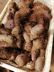 00金城诚信企业店淘宝多省新鲜紫脚板薯紫圆薯紫薯紫大薯红薯蔬菜