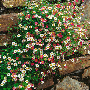 墨西哥美丽飞蓬花苗 常绿耐寒耐热多年生花开不断【鲁虹花卉】