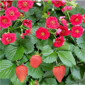 红花草莓盆苗 托斯卡纳 特里斯坦 红宝石等品种 【鲁虹园艺】