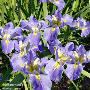 德国鸢尾 水生路易斯鸢尾 多年生耐寒耐热宿根花卉【鲁虹园艺】