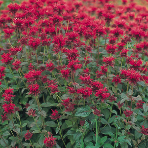 鲁虹花卉 多年生美国薄荷 耐寒耐热多年生宿根花卉
