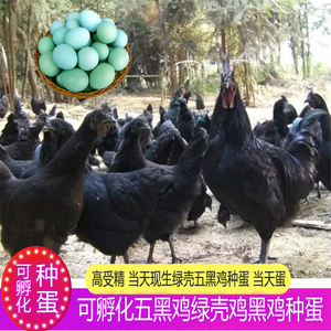 可孵化受精卵蛋土鸡五黑鸡种蛋受精蛋五黑一绿鸡种蛋孵化黑凤乌鸡