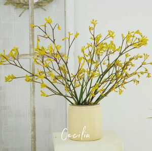 cecilia 澳洲进口袋鼠爪鲜花 北欧森系干花家居装饰 云南基地直发