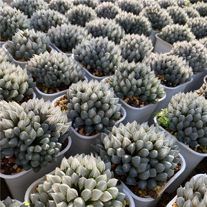 多肉植物超大黑肌玉露群生十二卷室内精品花卉小盆栽一物一拍
