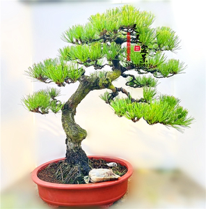 日本松树盆景矮霸