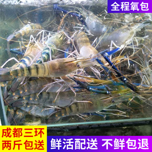 成都海鲜水产鲜活泰国罗氏虾泰国新鲜大虾大头虾金钱虾1斤500g