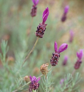 【头状薰衣草精油】头状薰衣草精油品牌,价格 - 阿里巴巴