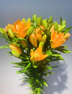 重瓣金色小蜜蜂百合鲜花无香味北京直发10枝橙色百合花 直批 北京