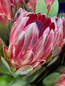 鲜花直批同城家养花南非进口鲜花公主花帝王花夏洛特花期长做干花