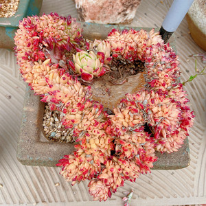 云裳园艺 多肉景天拉霍亚爪缀化 东云系缀化花卉多肉植物