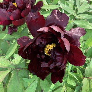 正宗菏泽观赏牡丹芳纪魏紫珍贵品种皇冠芭茨拉花卉盆栽室内阳台