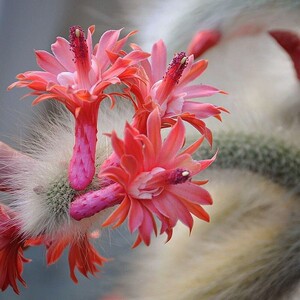 九尾狐多肉植物仙人掌正版开花白毛狐尾盆栽花卉室内盆景仙人柱