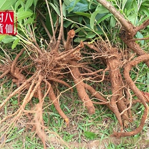 新鲜天然山芝麻根 山油麻 野芝麻根 岗油麻坡油麻根 纯根500g包邮