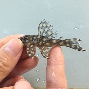 南美野生进口观赏鱼 异型鱼 l471 皇后雪球异型