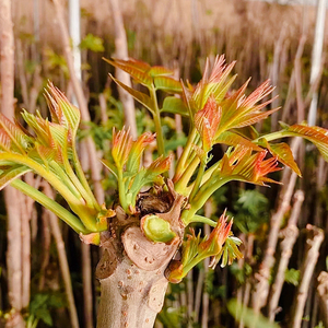 悟空家2021露天香椿芽1斤新鲜野生头茬红油香椿叶3斤冷链当季野菜