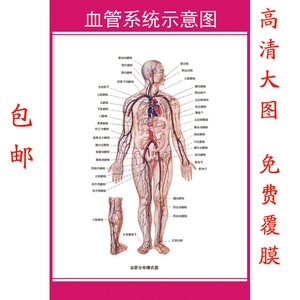 人体全身血液动静脉主动脉循环系统挂图医院诊所诊疗机构贴图海报