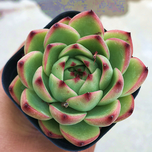 月亮石 多肉植物 肉肉植物 萌肉肉组合盆栽 室内花卉 陌上花