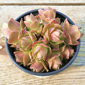 潘多拉山地玫瑰 多肉植物 肉肉植物萌肉肉组合盆栽室内花卉陌上花