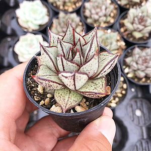 白和锦白合锦多肉植物肉肉植物萌肉肉组合盆栽花卉陌上花