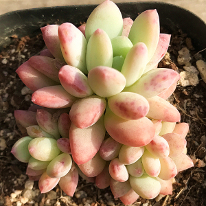 冰激凌香水 多肉植物 肉肉植物 萌肉肉组合盆栽 室内花卉 陌上花
