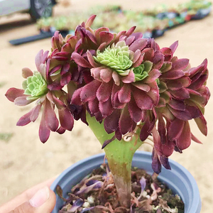 嘉年华法师缀化 多肉植物 肉肉植物 萌肉肉组合盆栽花卉 陌上花