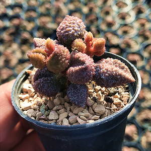 荔枝皮水泡 多肉植物 肉肉植物 萌肉肉组合盆栽 室内花卉 陌上花
