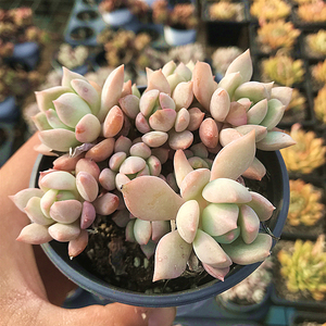 蜜桃格林群生 多肉植物 肉肉植物 萌肉肉组合盆栽阳台花卉 陌上花