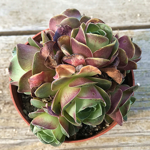 小红帽玫瑰群生 多肉植物 肉肉植物 萌肉肉组合盆栽花卉 陌上花