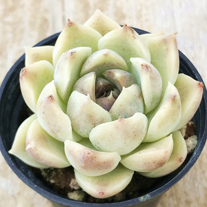 紫薯 紫水晶杂 多肉植物 肉肉植物 萌肉肉组合盆栽室内花卉陌上花
