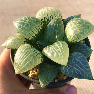 水晶康平寿101 多肉植物肉肉植物玉露十二卷萌肉肉组合盆栽陌上花