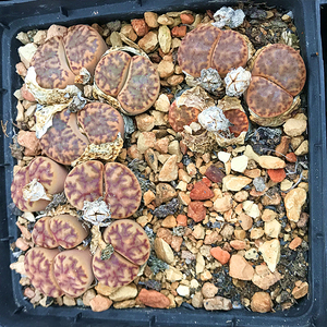 柘榴玉生石花母本 多肉植物 肉肉植物 萌肉肉组合盆栽花卉 陌上花