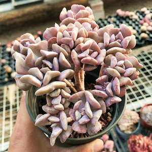雪精灵老桩 多肉植物 肉肉植物 萌肉肉组合盆栽 室内花卉 陌上花