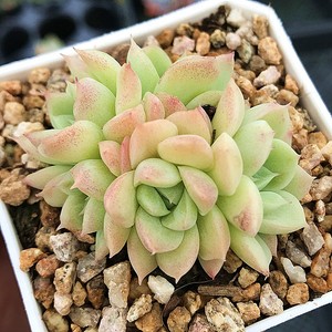 多肉女王玫瑰