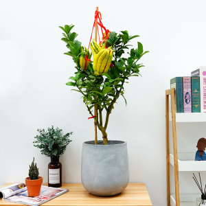 金佛手盆栽千手观音柠檬香花卉净化空气年宵花