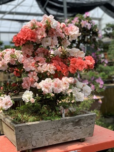 日本皋月杜鹃玉玲人气品种中原在线进口盆景店