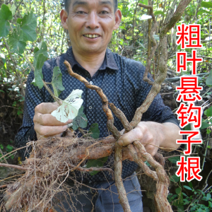 野生粗叶悬钩子  中药材大叶蛇泡簕 八月泡纯根 新鲜切片晒干500g