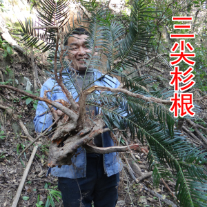 中药材三尖杉根 榧子树根 石榧根 藏杉根 纯根 新鲜晒干 500g