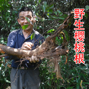 野生山樱桃树根 中药材樱桃根 新鲜纯根切片晒干 500克